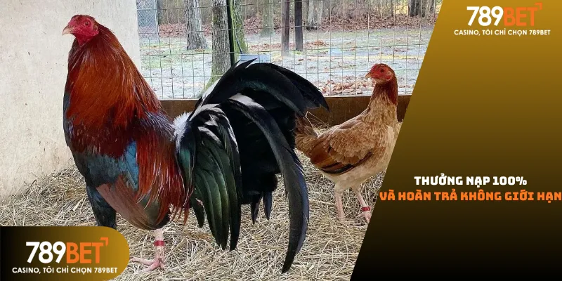 Khuyến mãi đá gà 789Bet hấp dẫn với thưởng nạp 100% và hoàn trả mỗi ngày dành cho mọi cược thủ.