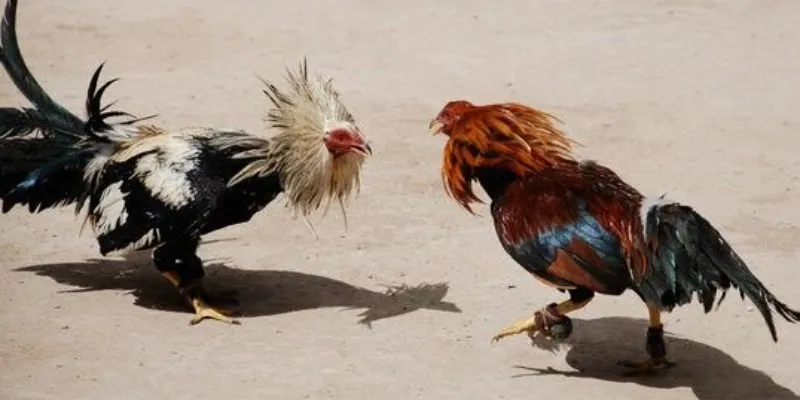 Các hình thức đá gà phổ biến 789bet