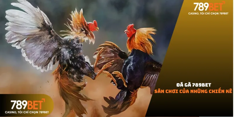 Hướng dẫn soi kèo đá gà 789Bet: Cách xem tướng và màu mạng để chọn chiến kê thắng cuộc.