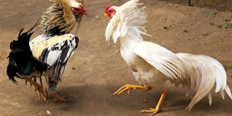 Luật đá gà miền nam 789bet.