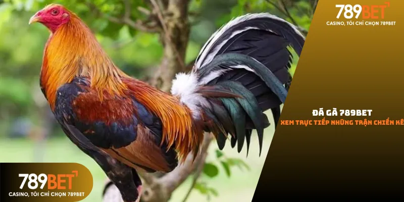 Giao diện sảnh đá gà Thomo trực tiếp tại 789Bet với chất lượng 4K sắc nét và dàn chiến kê dũng mãnh.